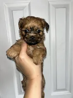 Cider, a male Shih Tzu for sale in New Haven, CT – 5 of 7
