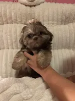 Serafina , a female Shih Tzu for sale in New Haven, CT – 2 of 3