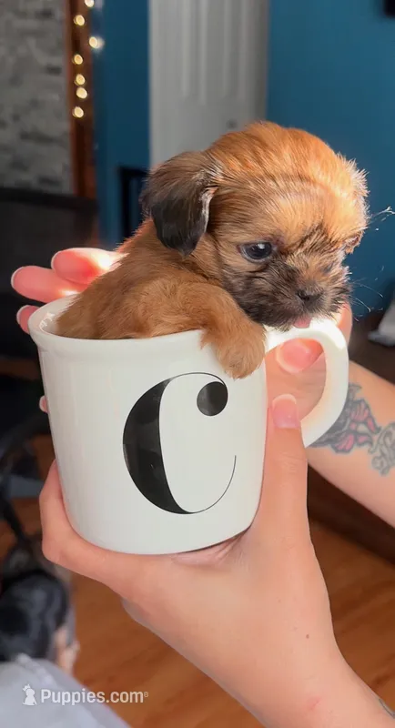 Clove  – Shih Tzu puppy for sale in New Haven, CT