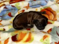 Chestnut , a male Shih Tzu for sale in New Haven, CT – 4 of 4