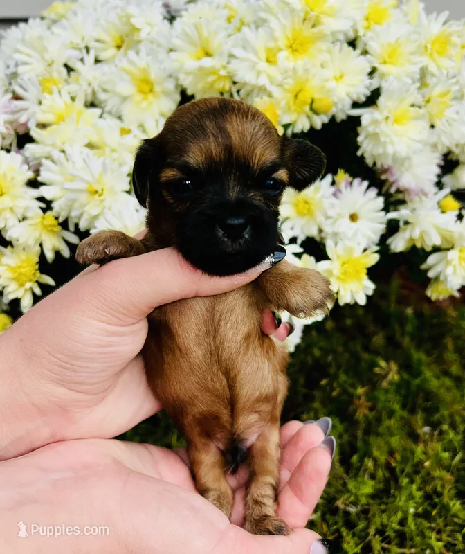 Clove  – Shih Tzu puppy for sale in New Haven, CT
