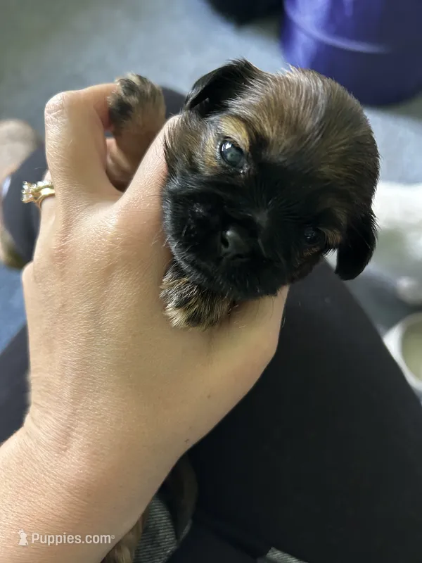 Chestnut  – Shih Tzu puppy for sale in New Haven, CT