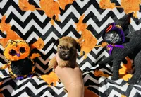 Clove - teacup sized **, a male Shih Tzu for sale in New Haven, CT – 6 of 10