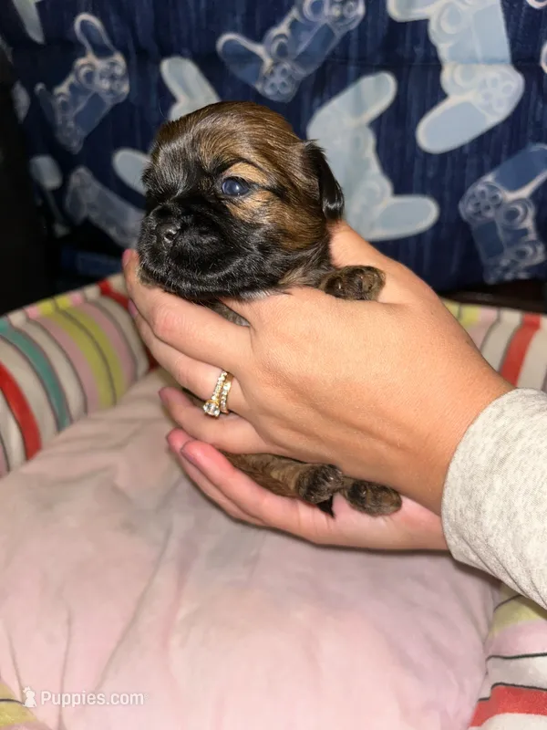 Chestnut  – Shih Tzu puppy for sale in New Haven, CT