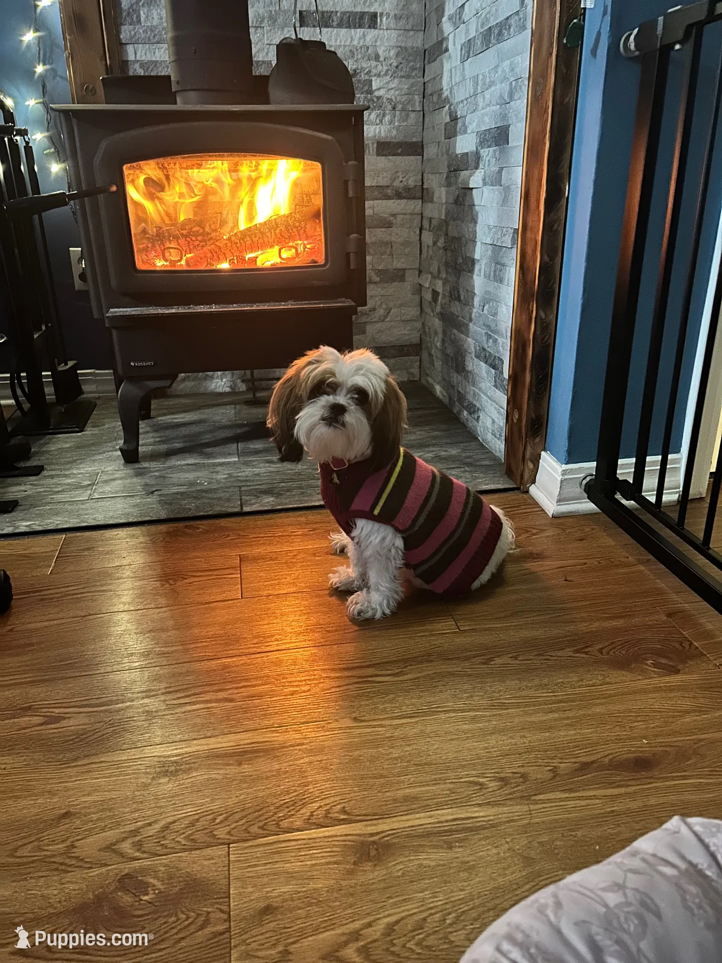 Clove-micro mini, a male Shih Tzu for sale in New Haven, CT – 5 of 6