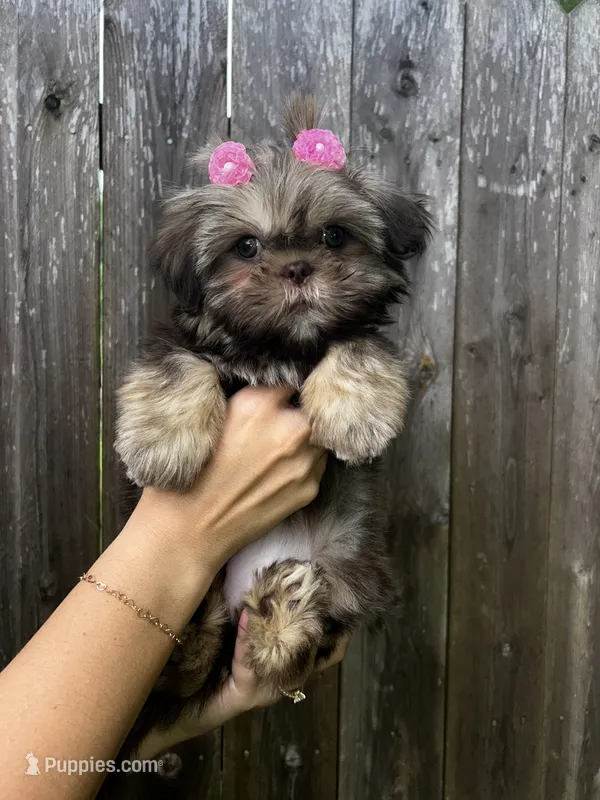 Serafina  – Shih Tzu puppy for sale in New Haven, CT