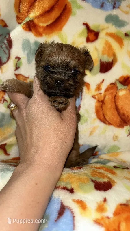 Cider  – Shihpoo, Shih Tzu puppy for sale in New Haven, CT