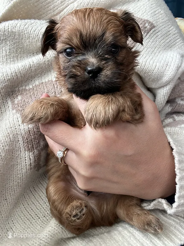 Cider  – Shihpoo, Shih Tzu puppy for sale in New Haven, CT