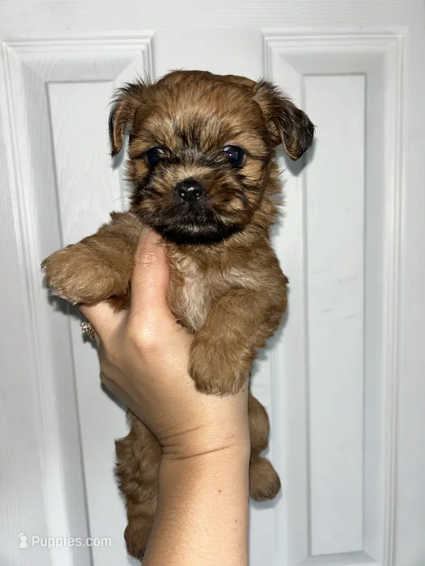Cider  – Shih Tzu puppy for sale in New Haven, CT