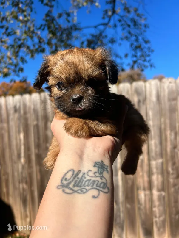 Clove-micro mini – Shih Tzu puppy on hold in New Haven, CT