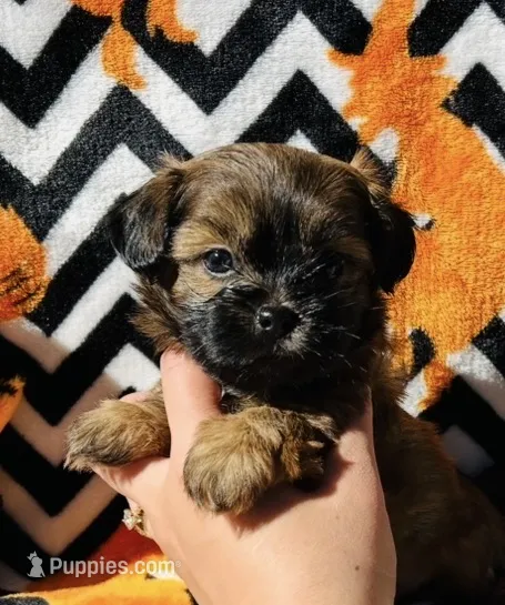 Chestnut  – Shih Tzu puppy for sale in New Haven, CT