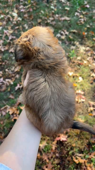 Cider, a male Shih Tzu for sale in New Haven, CT – 7 of 7