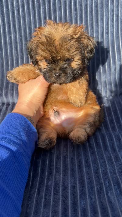 Chestnut, a male Shih Tzu for sale in New Haven, CT – 4 of 4