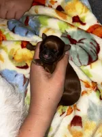 Chestnut , a male Shih Tzu for sale in New Haven, CT – 3 of 4