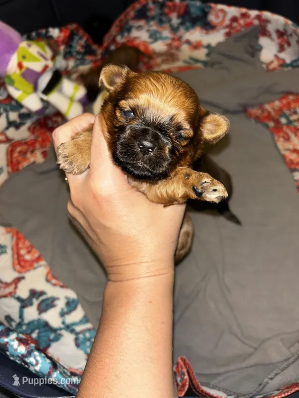 Cider  – Shih Tzu puppy for sale in New Haven, CT