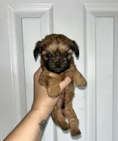 Clove - teacup sized **, a male Shih Tzu for sale in New Haven, CT – 8 of 10