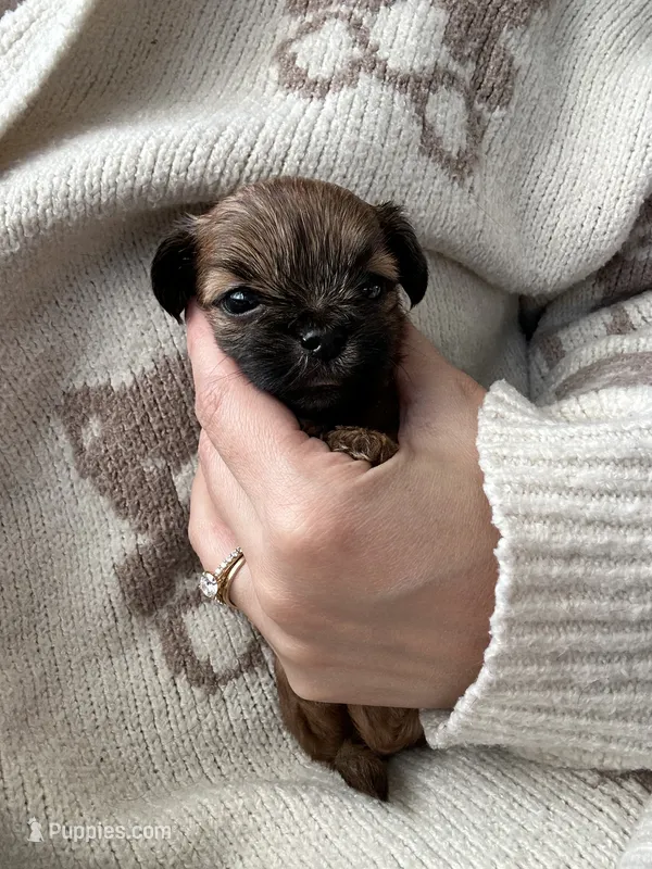 Clove  – Shihpoo, Shih Tzu puppy for sale in New Haven, CT