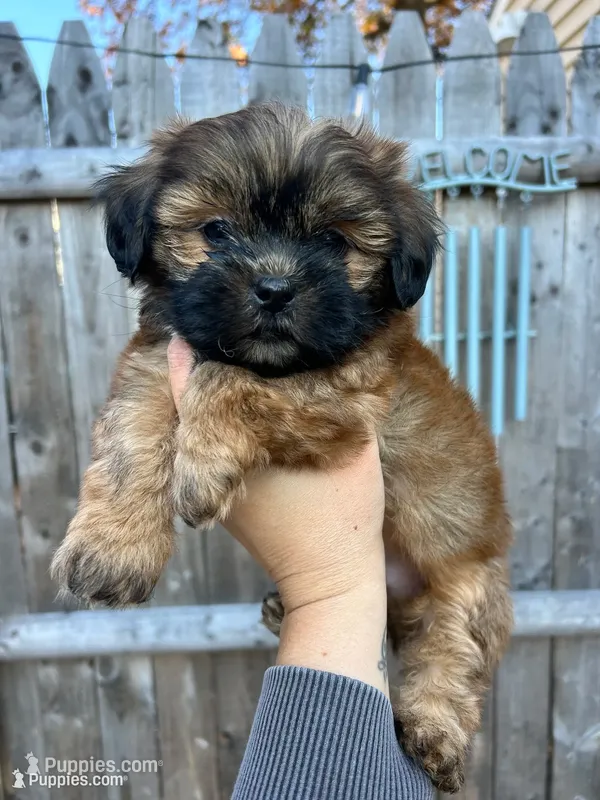 Chestnut – Shih Tzu puppy for sale in New Haven, CT