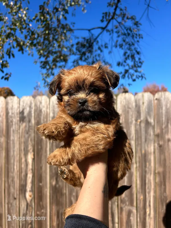 Cider – Shih Tzu puppy for sale in New Haven, CT
