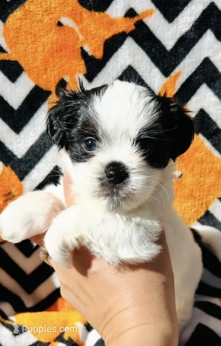  Casper  – Shih Tzu puppy for sale in New Haven, CT
