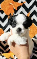  Casper, a male Shih Tzu for sale in New Haven, CT – 3 of 6