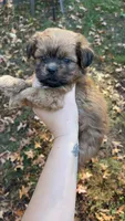 Cider, a male Shih Tzu for sale in New Haven, CT – 2 of 7