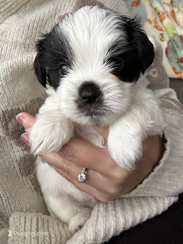  Casper  – Shihpoo, Shih Tzu puppy for sale in New Haven, CT
