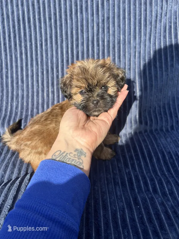 Chestnut – Shih Tzu puppy for sale in New Haven, CT