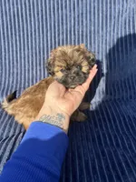 Chestnut, a male Shih Tzu for sale in New Haven, CT – 1 of 4