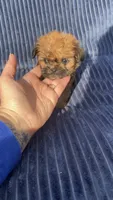 Clove-micro mini, a male Shih Tzu for sale in New Haven, CT – 2 of 6