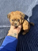 Cider, a male Shih Tzu for sale in New Haven, CT – 3 of 3