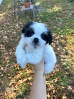  Casper, a male Shih Tzu for sale in New Haven, CT – 1 of 6
