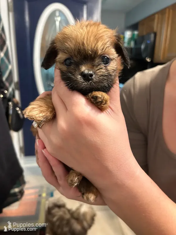 Clove - teacup sized **, a male Shih Tzu for sale in New Haven, CT – 1 of 10