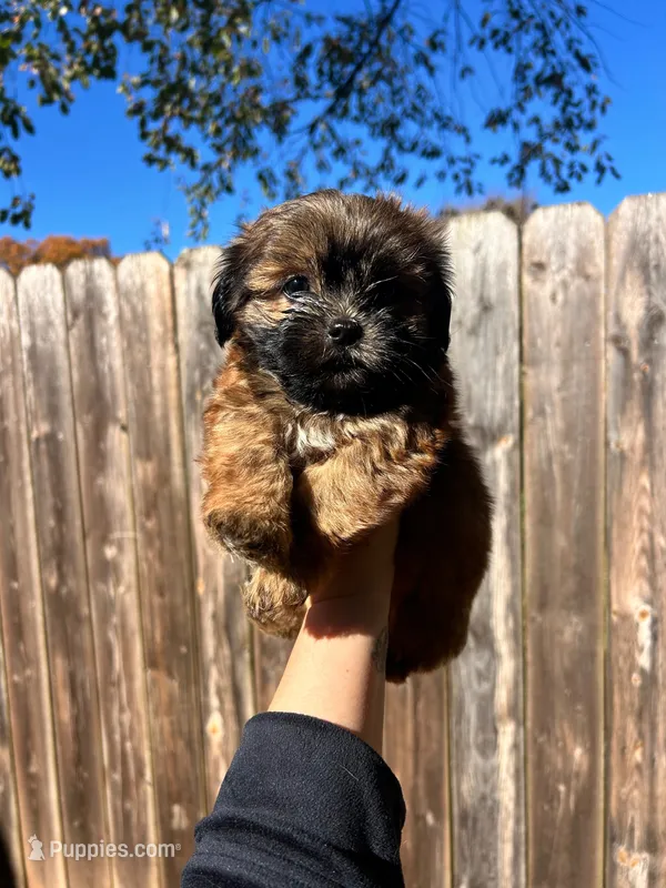 Chestnut – Shih Tzu puppy for sale in New Haven, CT