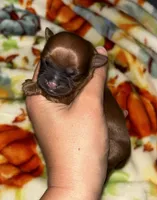 Cider , a male Shih Tzu for sale in New Haven, CT – 3 of 4