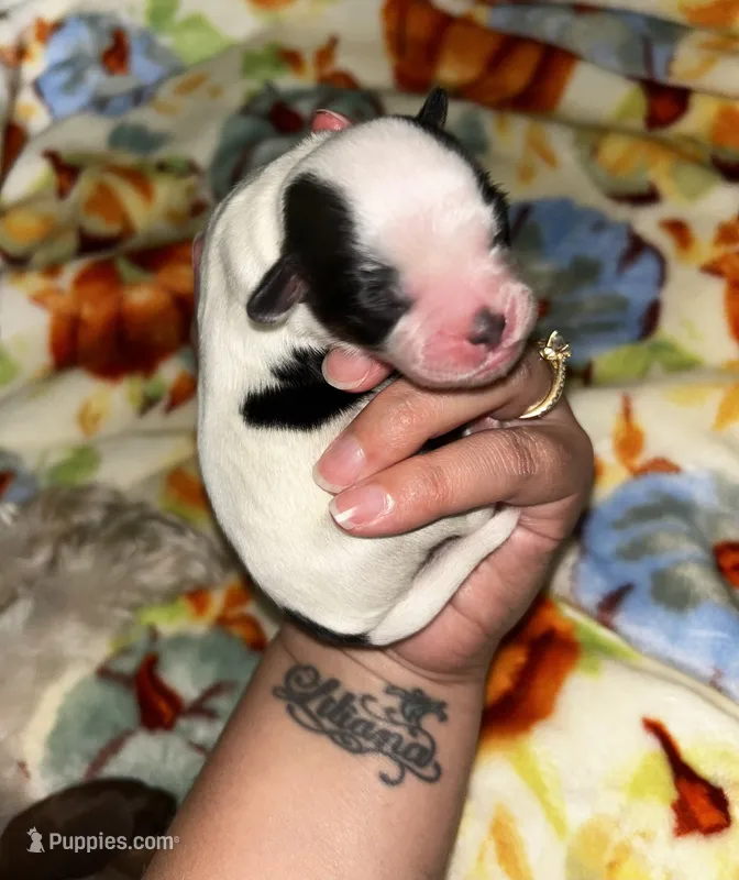  Casper  – Shih Tzu puppy for sale in New Haven, CT