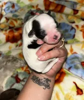  Casper , a male Shih Tzu for sale in New Haven, CT – 1 of 4