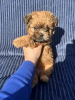 Cider, a male Shih Tzu for sale in New Haven, CT – 2 of 3