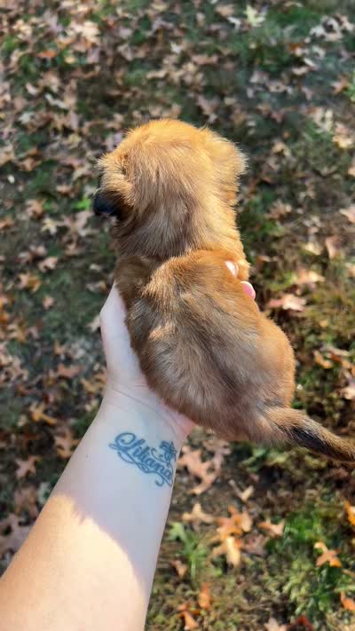Clove - teacup sized **, a male Shih Tzu for sale in New Haven, CT – 9 of 10