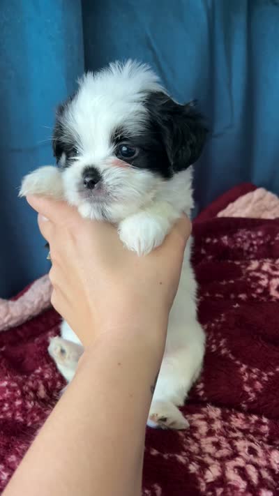  Casper, a male Shih Tzu for sale in New Haven, CT – 5 of 6