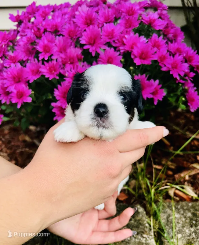  Casper  – Shih Tzu puppy for sale in New Haven, CT