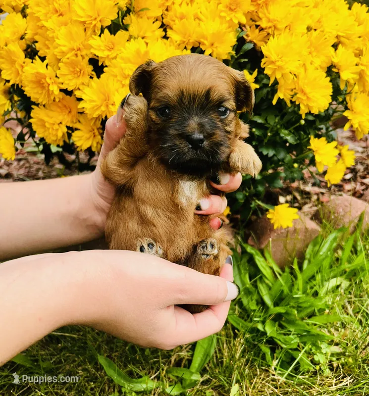 Cider  – Shih Tzu puppy for sale in New Haven, CT