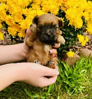 Cider , a male Shihpoo and Shih Tzu for sale in New Haven, CT – 1 of 1