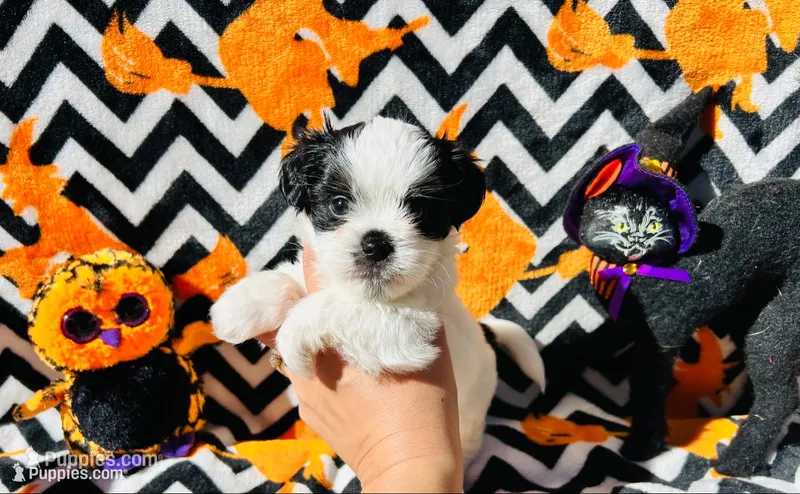  Casper  – Shih Tzu puppy for sale in New Haven, CT