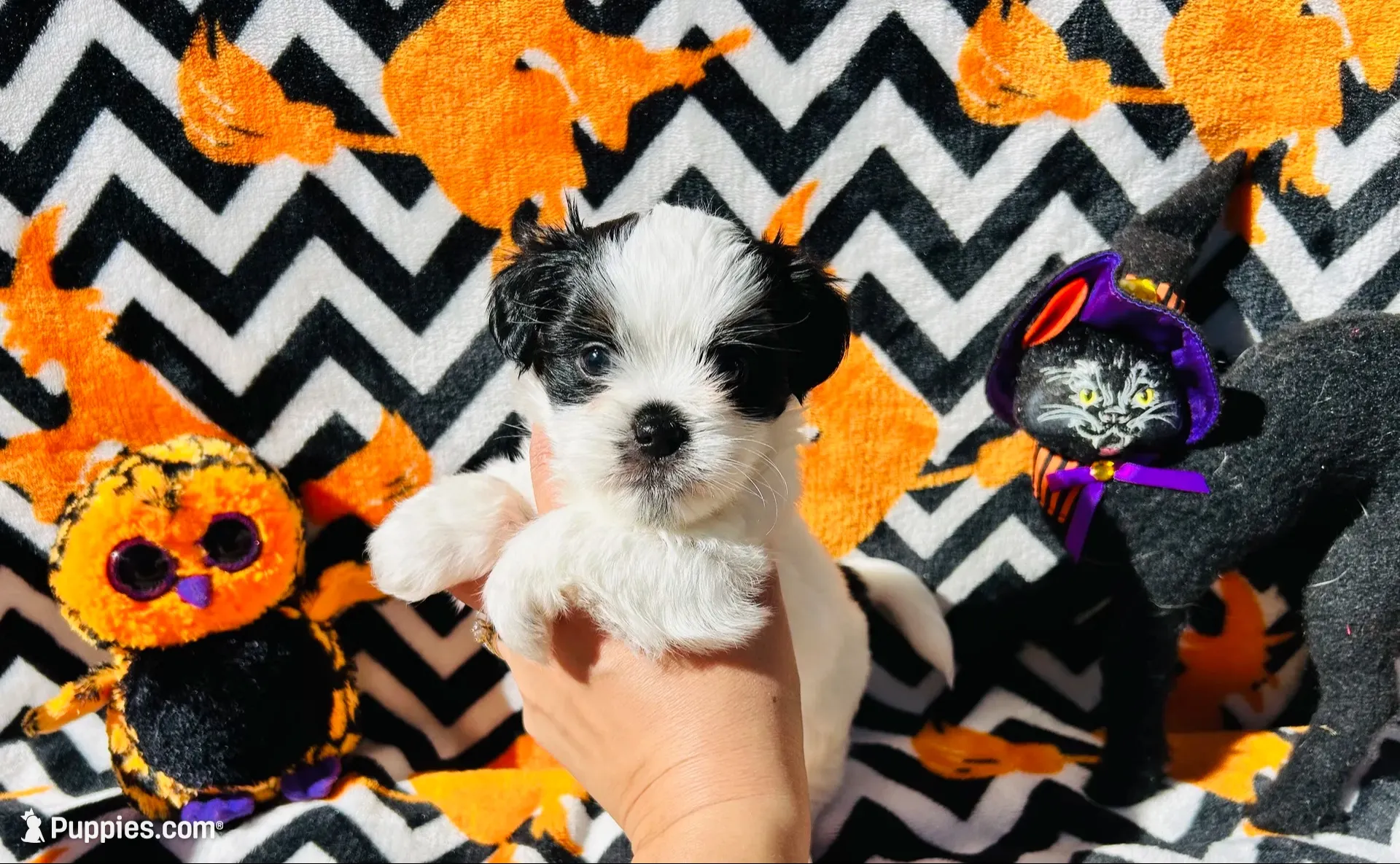  Casper, a male Shih Tzu for sale in New Haven, CT – 4 of 6