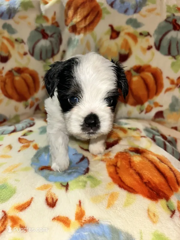  Casper  – Shihpoo, Shih Tzu puppy for sale in New Haven, CT
