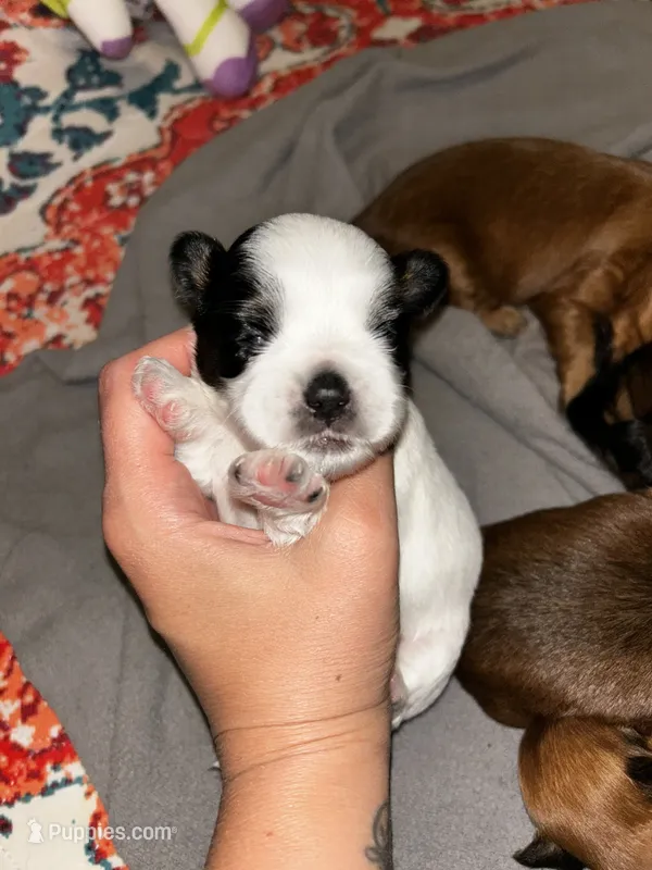  Casper  – Shih Tzu puppy for sale in New Haven, CT