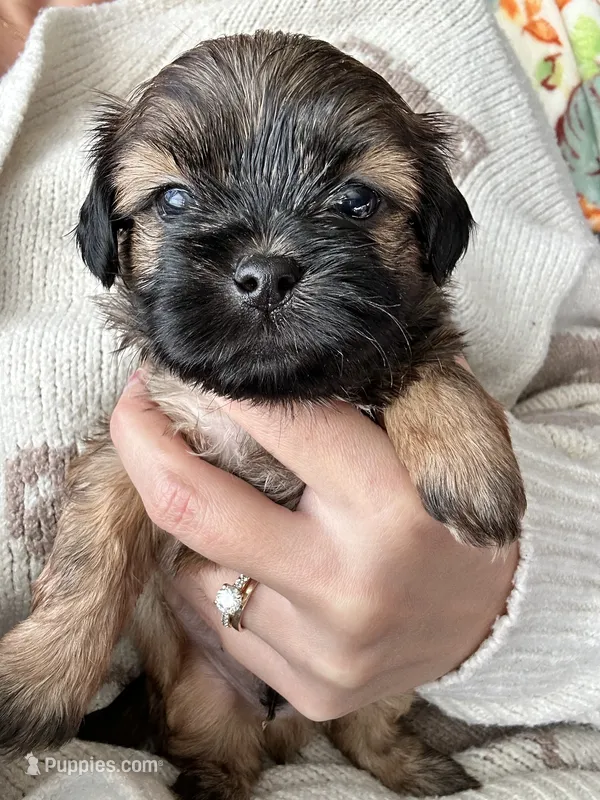 Chestnut  – Shihpoo, Shih Tzu puppy for sale in New Haven, CT