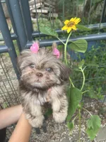 Serafina , a female Shih Tzu for sale in New Haven, CT – 3 of 3