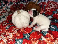  Casper , a male Shihpoo and Shih Tzu for sale in New Haven, CT – 4 of 6
